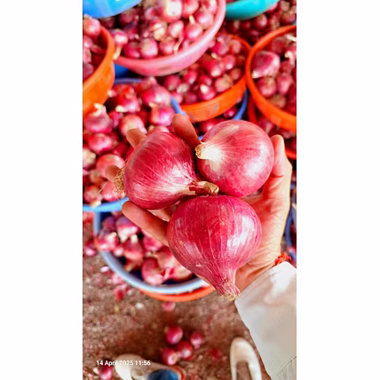 Onion-Manufacturer-2