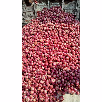 Onion-Manufacturer-3