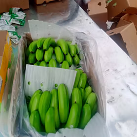 Banana Cavendish G9