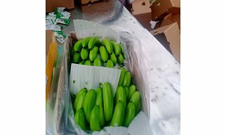 Banana Cavendish G9