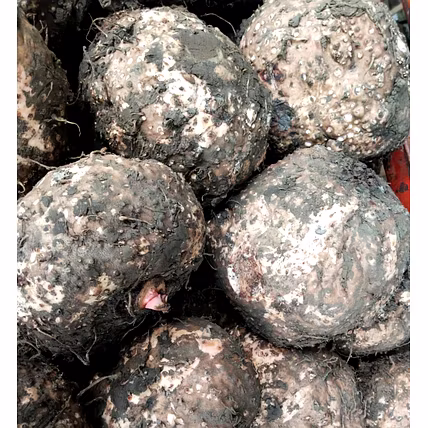 Elephant Yam Suran-Manufacturer-2