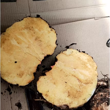 Elephant Yam Suran-Manufacturer-4