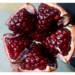 pomegranate