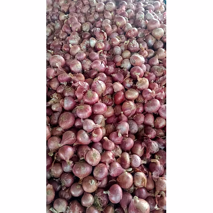 Fresh Onion           HS Code  07031010-2