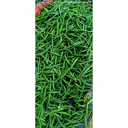 Fresh Green Chilli G4-12752297