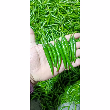 Fresh Green Chilli G4-3