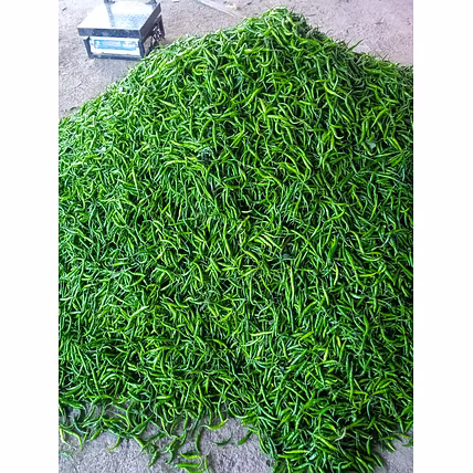 Fresh Green Chilli G4-4