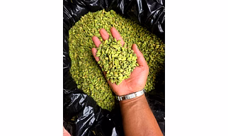 green cardamom