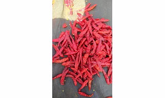 Dry Red Chilli