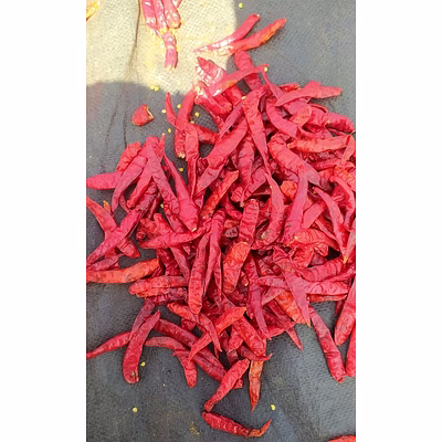 dry red chilli