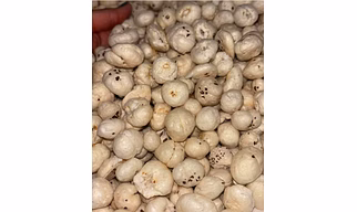 Foxnut Makhana