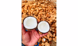 Coconut