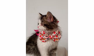 Dog/cat bowties