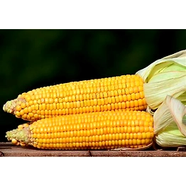 Maize