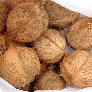 Coconut