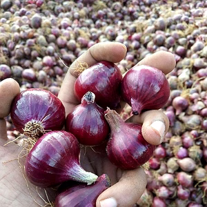 Bangalore Rose Onion