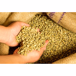 robusta parchment aa