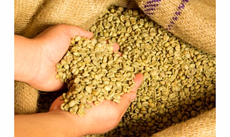 ROBUSTA PARCHMENT AA