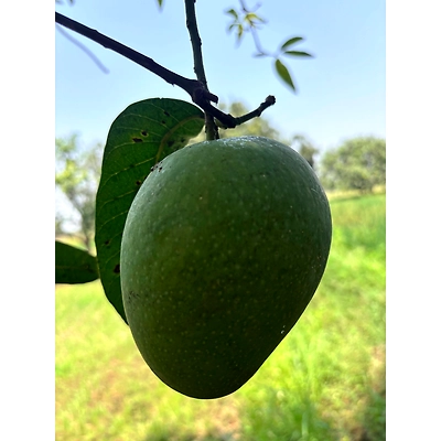 Mangoes