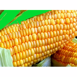 yellow corn