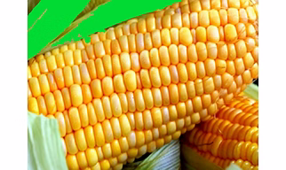 yellow corn