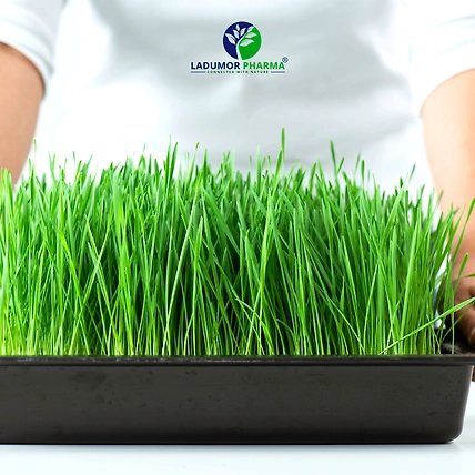 Wheatgrass Powder-2