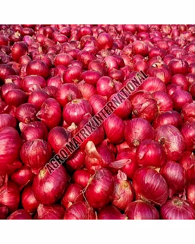 Red Onion-1018