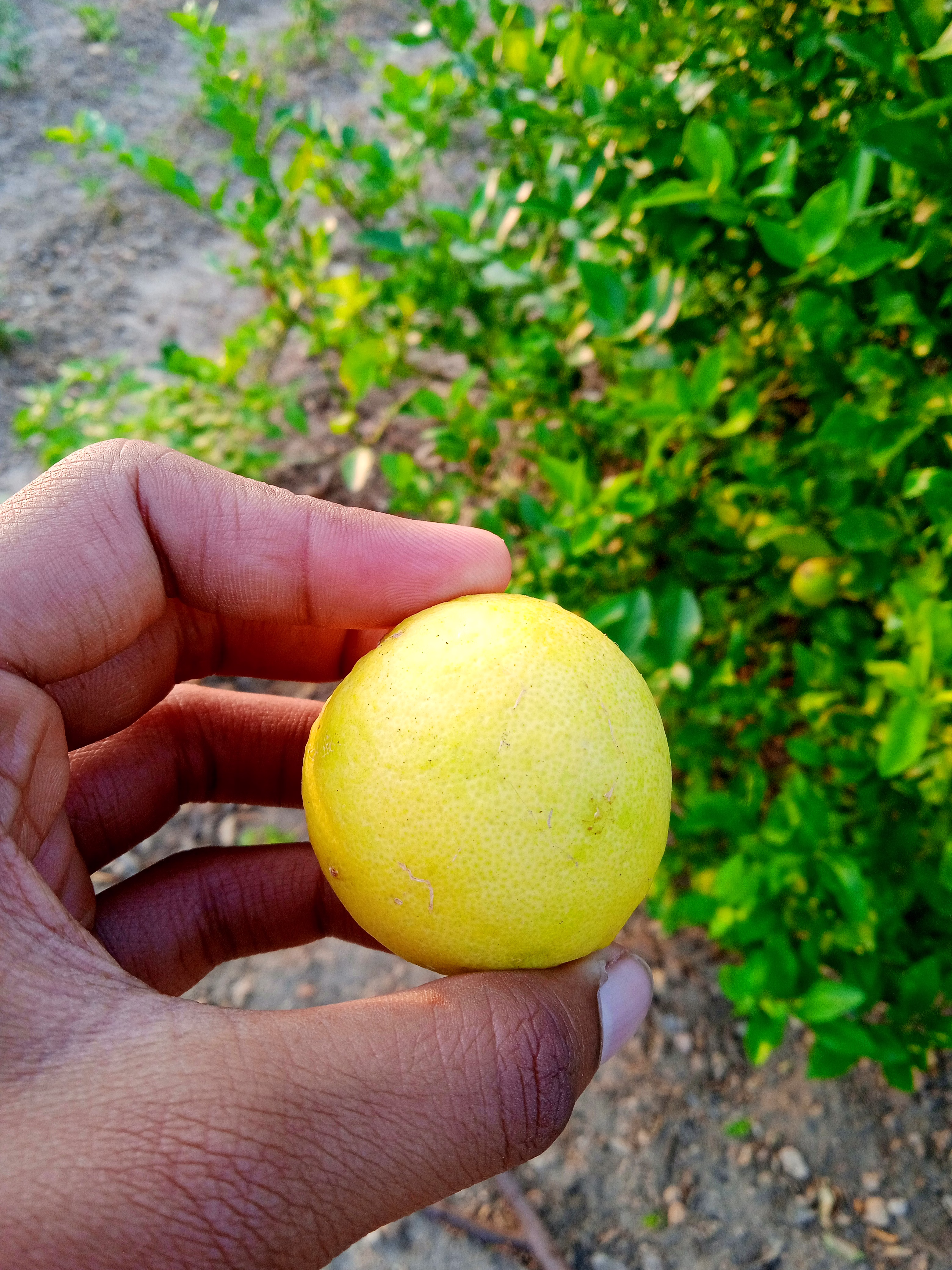 Fresh Lime image 4
