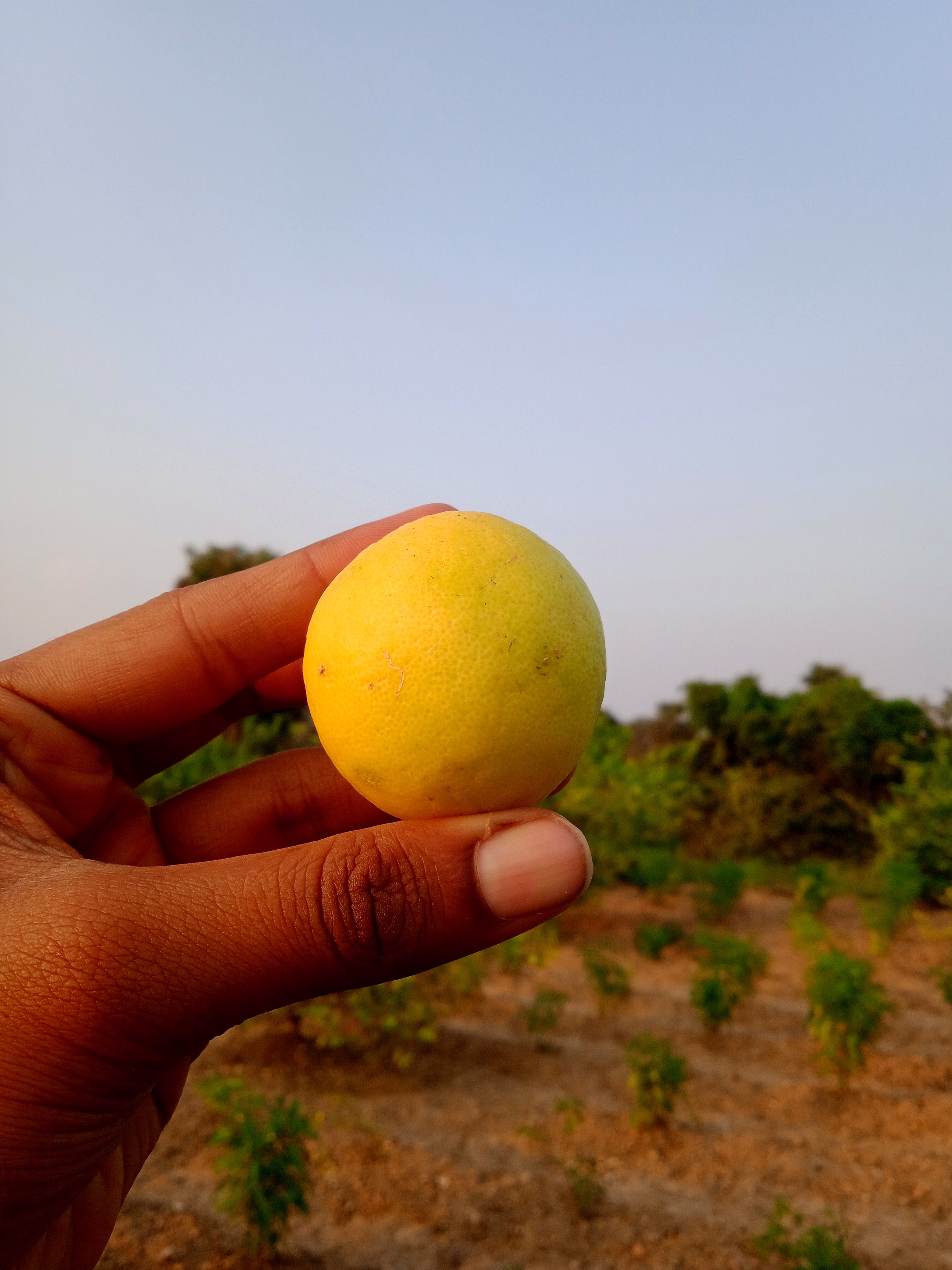 fresh lime