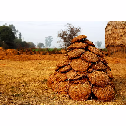 Cow Dung-12727039