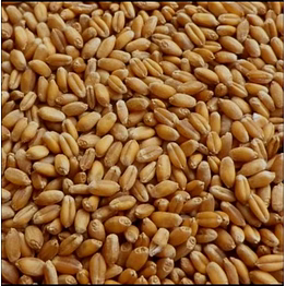 wheat