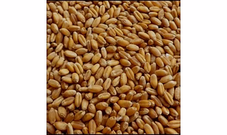 wheat