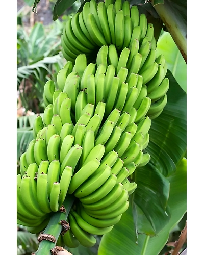 Banana-2