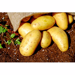 potato