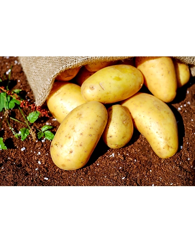 Potato-12711633_POT-YUK-25KG