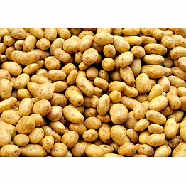 aagroyam enterprise fresh potato