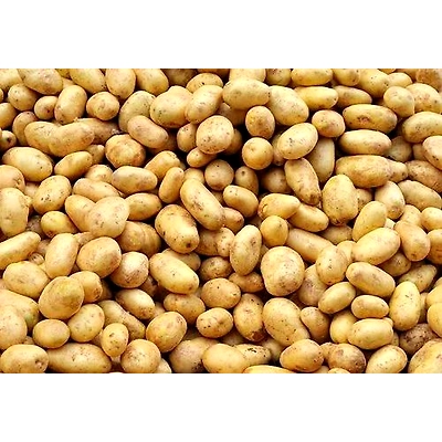Aagroyam Enterprise Fresh potato