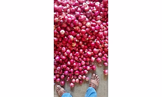 Onion