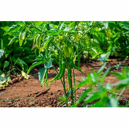 true veg green chilli