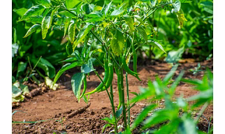 Green Chilli