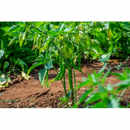 Green Chilli-12711755