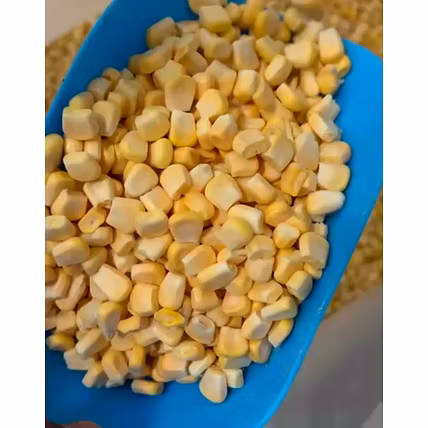 Frozen Sweet corn-1