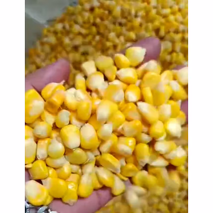 Frozen Sweet corn-2