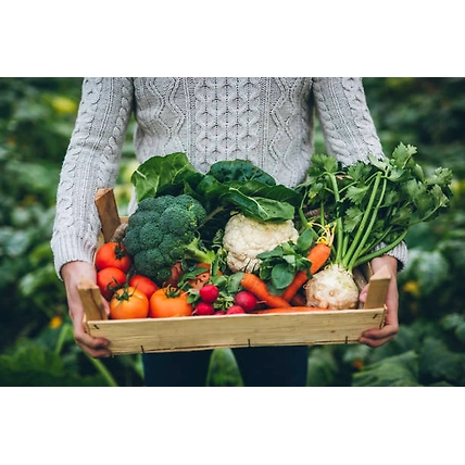 Organic Vegetables-12717513