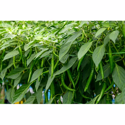 Green Chilli-2