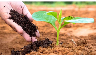 Organic Vermicompost