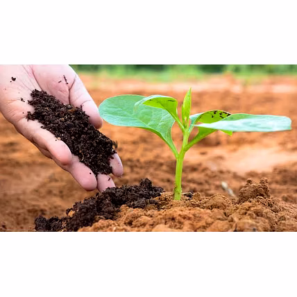 Organic Vermicompost-12711765