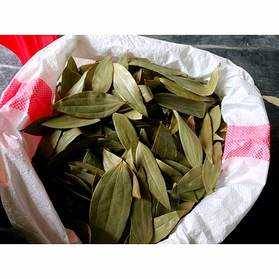 premium meghalaya bay leaf by m/s gauranshi industries