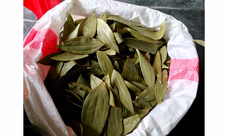 Premium Meghalaya Bay Leaf by M/S GAURANSHI INDUSTRIES