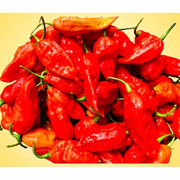 premium king chilly – intense heat bhoot jholokia